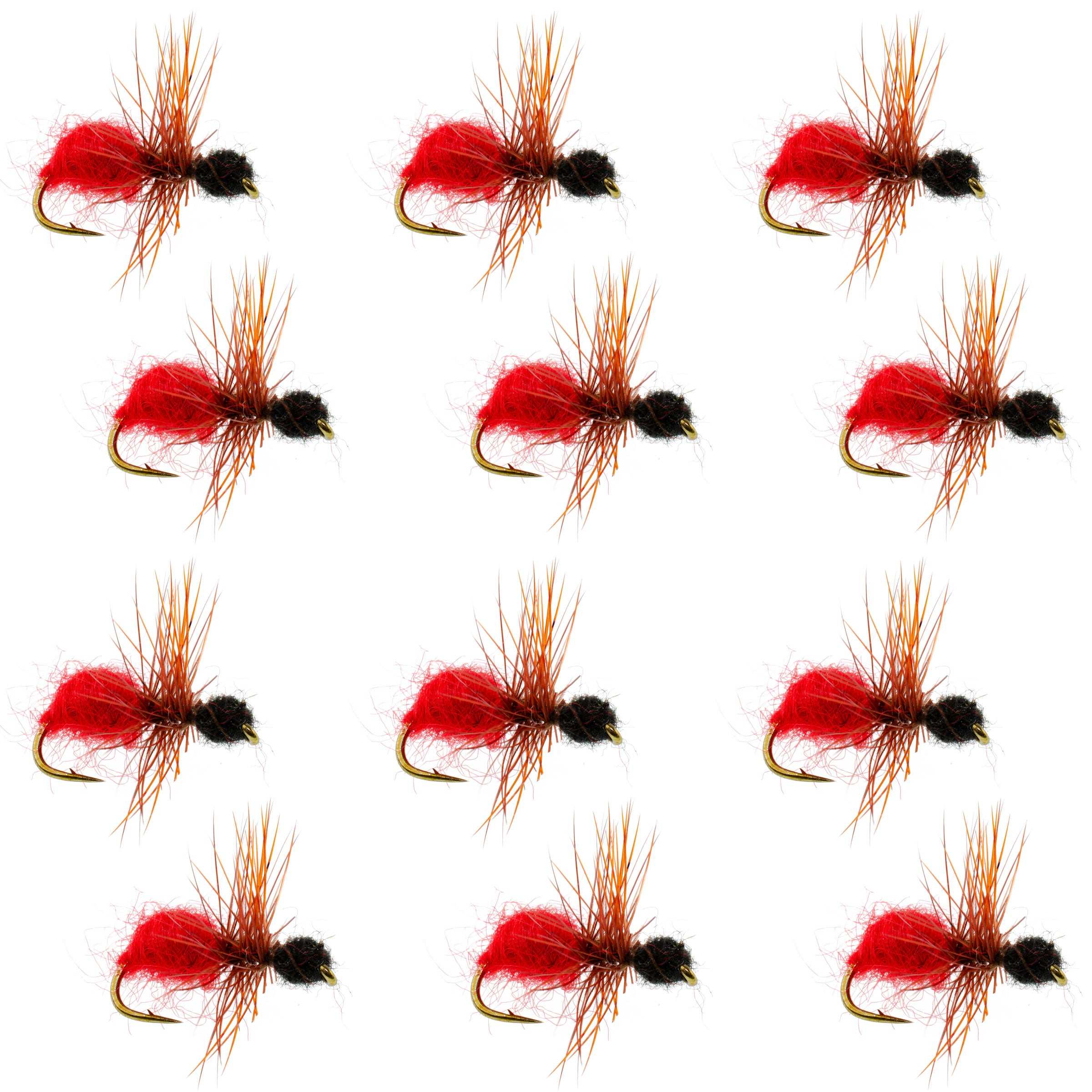 Cow Killer Red/Black Fur Ant Flies - Wholesale Per Dozen Size 12